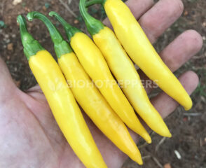 Chiles aji lemon - Lemon Drop