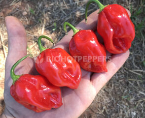 Chiles habaneros rojos