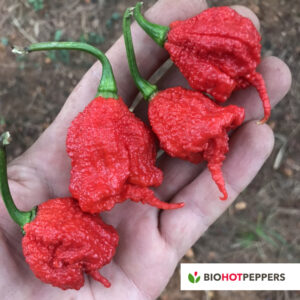 Biohotpeppers-CarolinaReaper