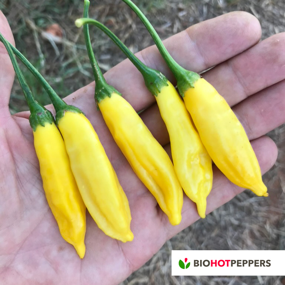 Biohotpeppers-AjiLemon