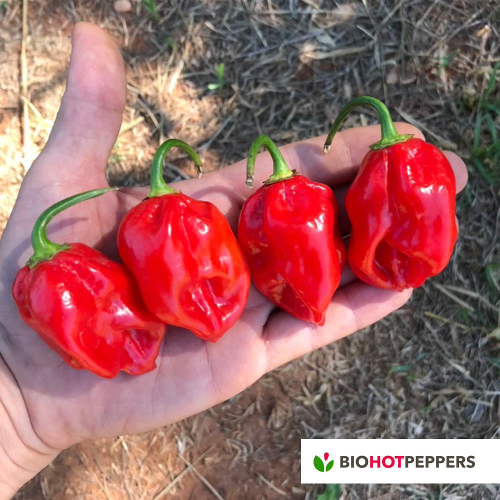 Biohotpeppers-Habanero