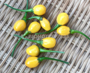 biohotpepper-aji-charapita