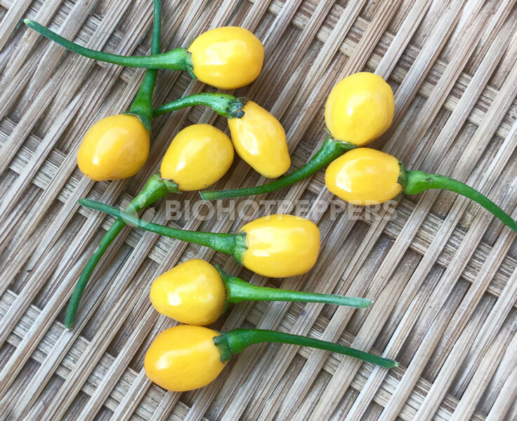 biohotpepper-aji-charapita