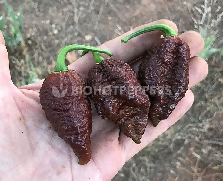 chiles big black mama