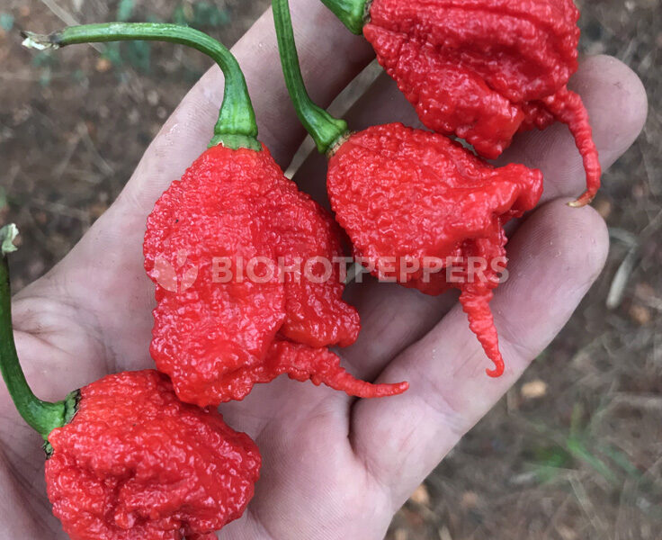 chile Carolina Reaper Rojo