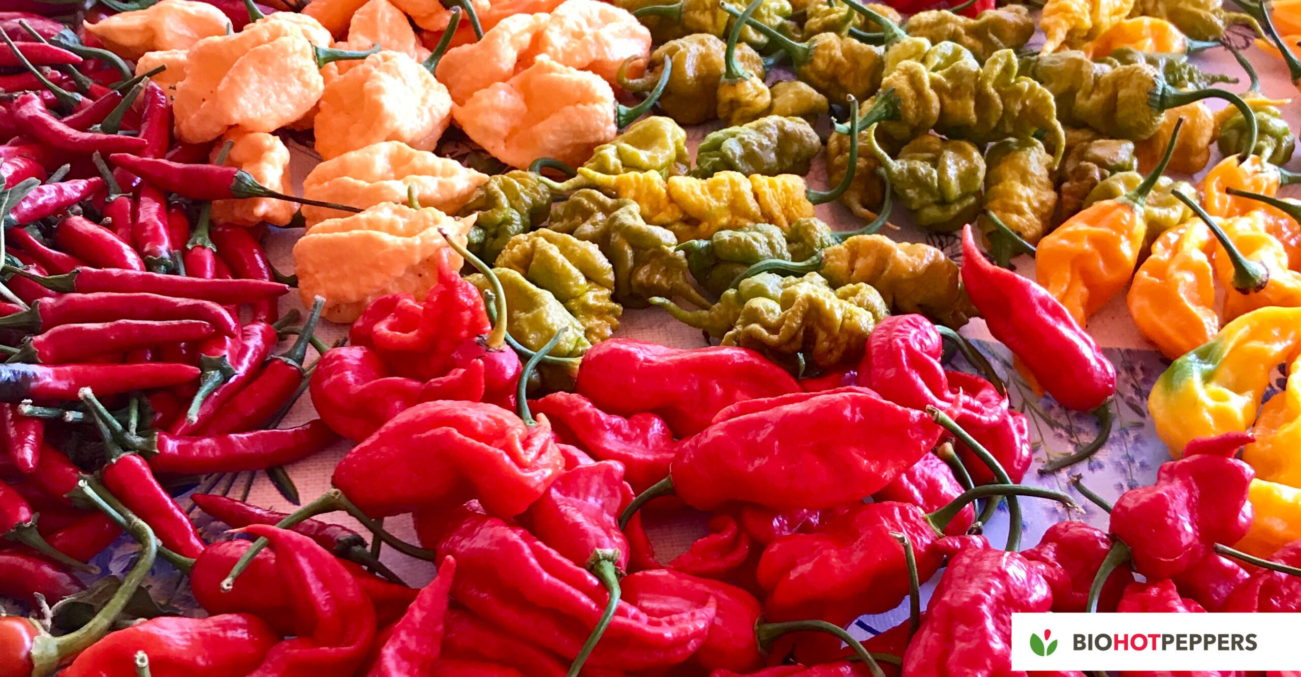 chiles, familia, especies y variedades
