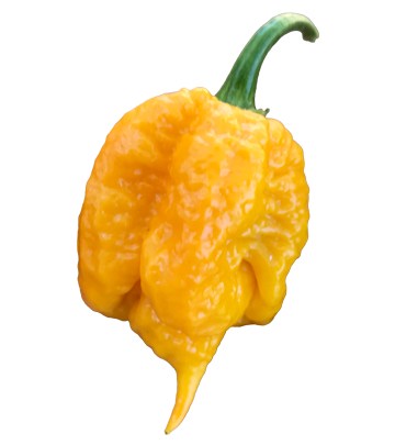 Biohotpeppers-carolina-reaper-yellow Biohotpeppers-carolina-reaper-yellow