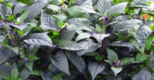 Especies de chiles
