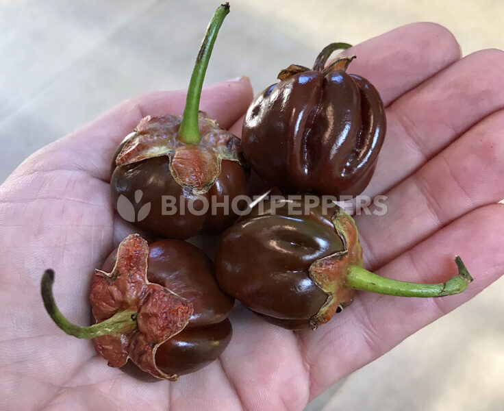 biohotpepper-7pot-bubblegum-chocolate