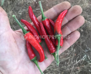 Biohotpepper acrata