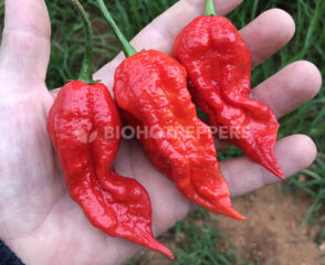 biohotpepper-bhut-joloukia