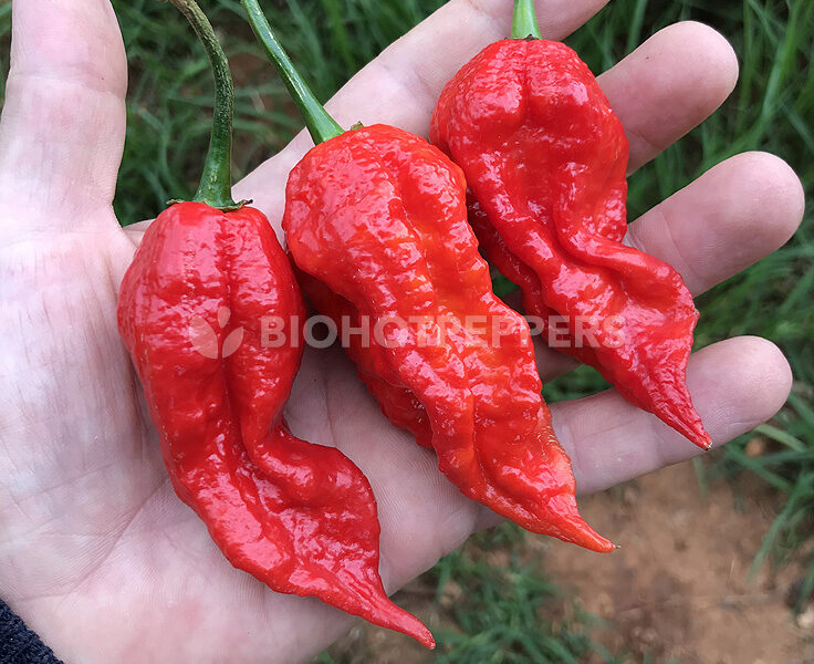 biohotpepper-bhut-joloukia