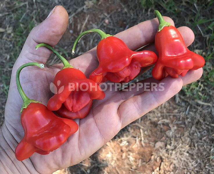 chiles Bishop