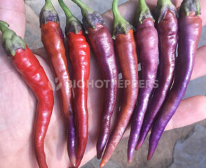 chiles Buena Mulata