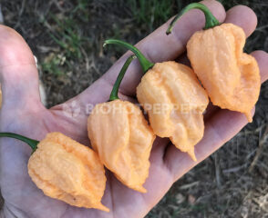 biohotpepper-carolina-reaper-peach