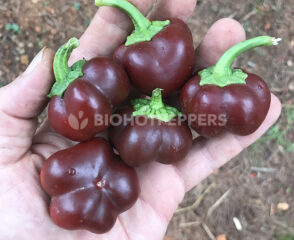 chiles Cherrybomb Chocolate