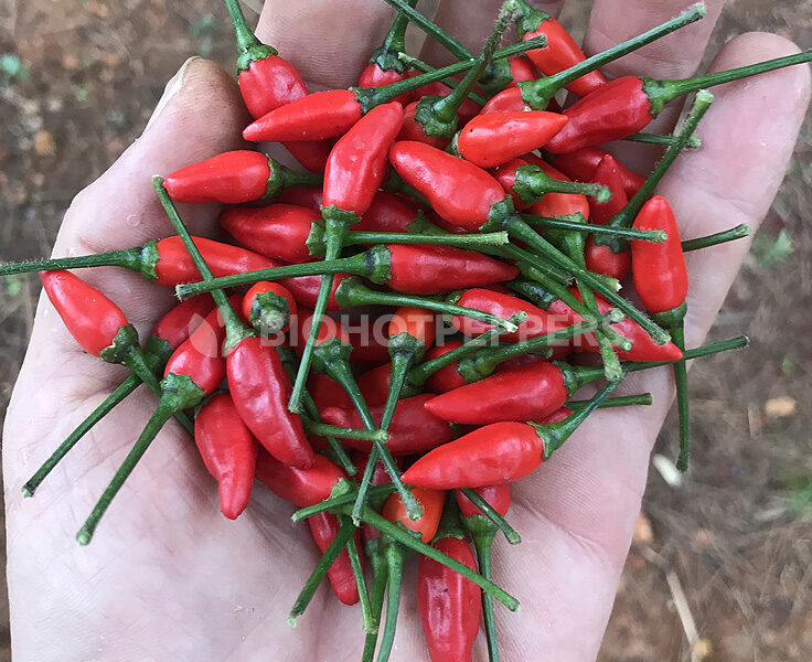 Chile picante Diavolicchio Calabrese