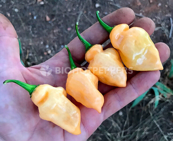 Imagen de chiles Fidalga Peach en una mano