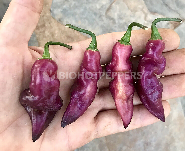 biohotpepper-fidalga-roxa-m