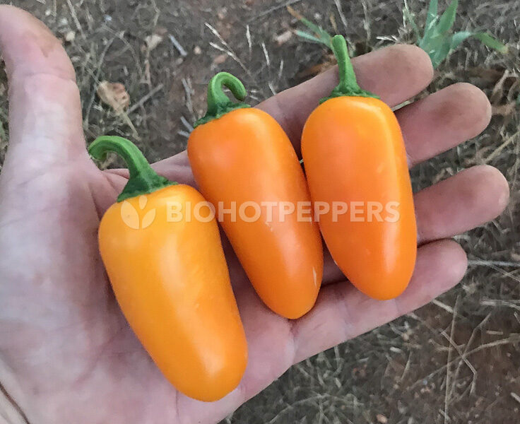 chile jalapeños naranja