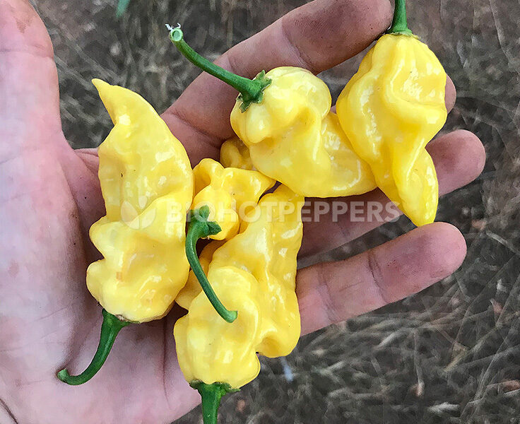 Chile Lemon Reaper