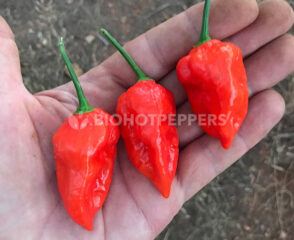 Chile Naga Morich