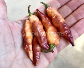 Chiles Peach Tiger