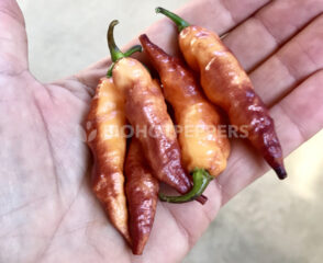 Chiles Peach Tiger