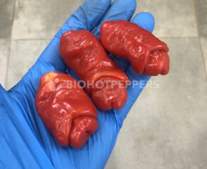 Chile Peter Pepper rojo