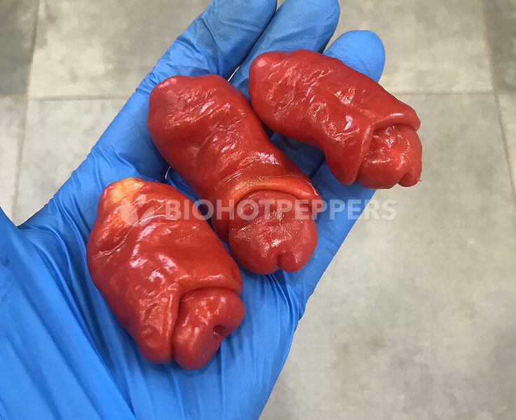Chile Peter Pepper rojo