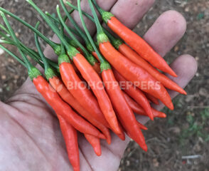 CHILES PIRI PIRI