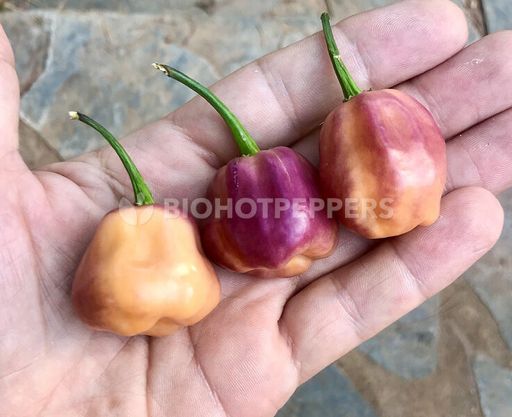 Chiles Purple Peach
