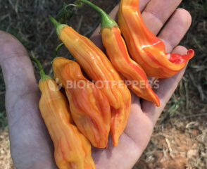 Sugar Rush Stripey chile