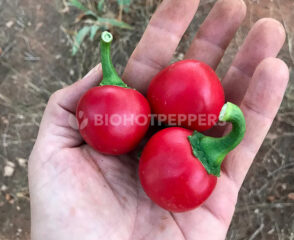 chile Tondo Calabrese