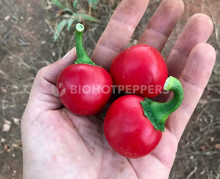 chile Tondo Calabrese