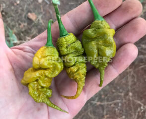 Chile TRex Mustard