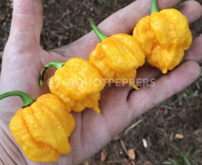 Trinidad Moruga Scorpion amarillo