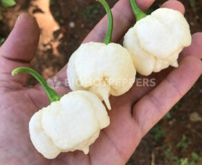 chiles Trinidad Moruga Scorpion blancos