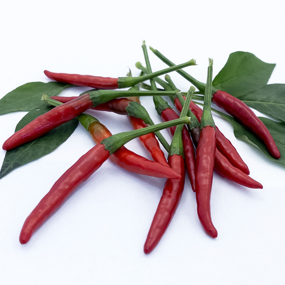 Chile de Arbol-02