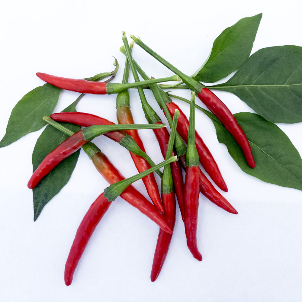 Chile de Arbol - Imagen 4