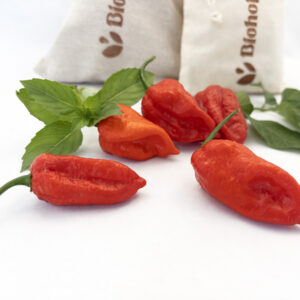 chile Naga Morich