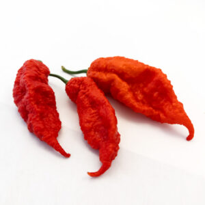 Chiles Jay's Red Ghost Scorpion